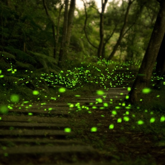 laluciole